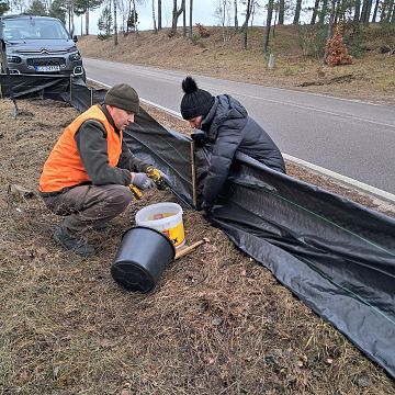 Akcja „Płazy” rozpoczęta - edycja 2026 Grafika Akcja „Płazy” rozpoczęta - edycja 2026