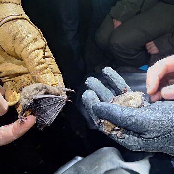 Warsztaty szkoleniowe poświęcone nietoperzom Grafika Warsztaty szkoleniowe poświęcone nietoperzom